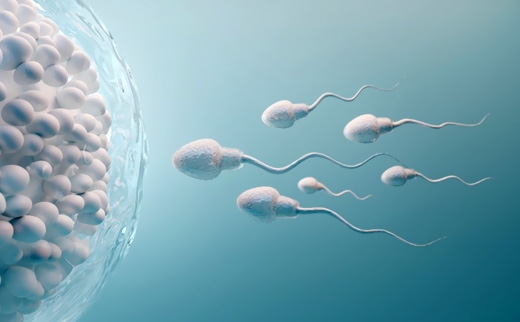 How do the sperm reach the egg?